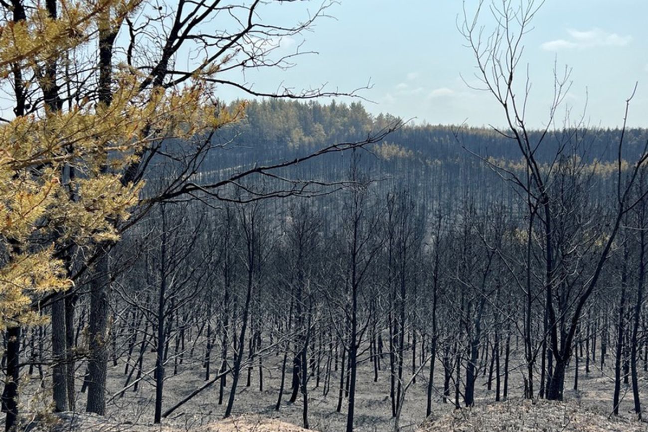 Scorched trees