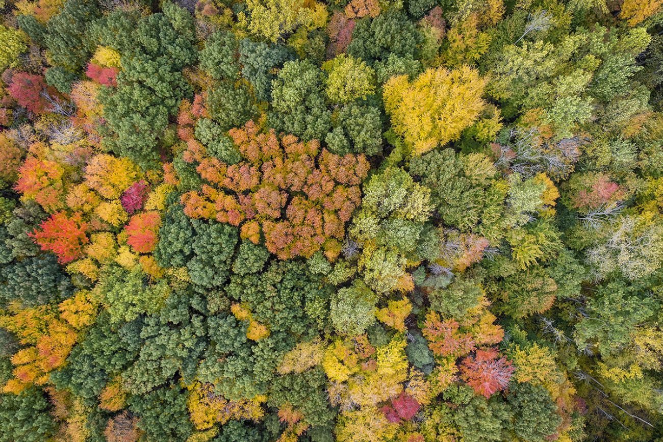 Top aerial view of colorful maple forest trees, autumn season