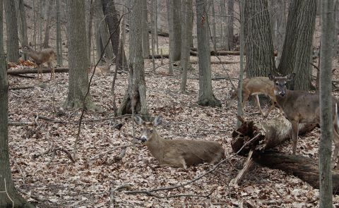 Many deer in the woods. 