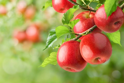 Red apples hanging on branch