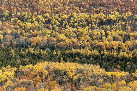 Fall foliage in rows of trees in Mohawk, Michigan. 